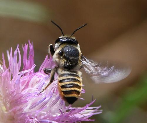 Réf. 237 352 : Megachile melanopyga